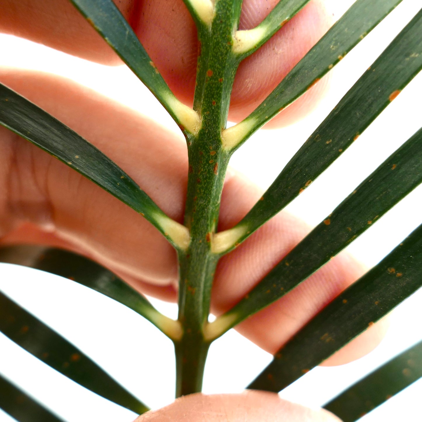 Macrozamia mountperriensis close-up of green leaflets and stem held by fingers