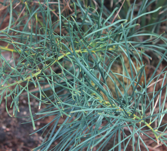 Macrozamia stenomera slender blue-green needle-like leaves with delicate texture