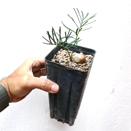 Macrozamia stenomera seedling with slender green leaves and exposed caudex in black pot
