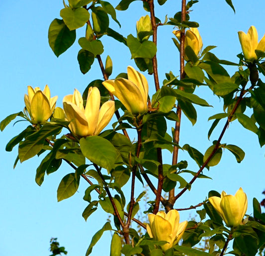Magnolia brooklynensis yellow flowering tree with glossy green leaves and upright buds