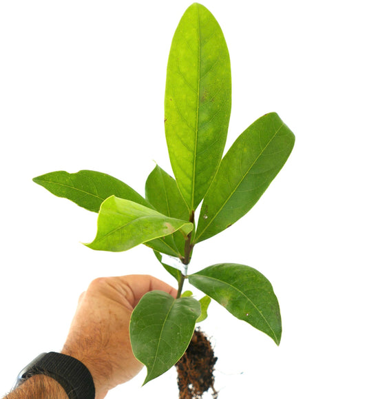 Magnolia grandiflora young plant with elongated glossy green leaves and visible root system