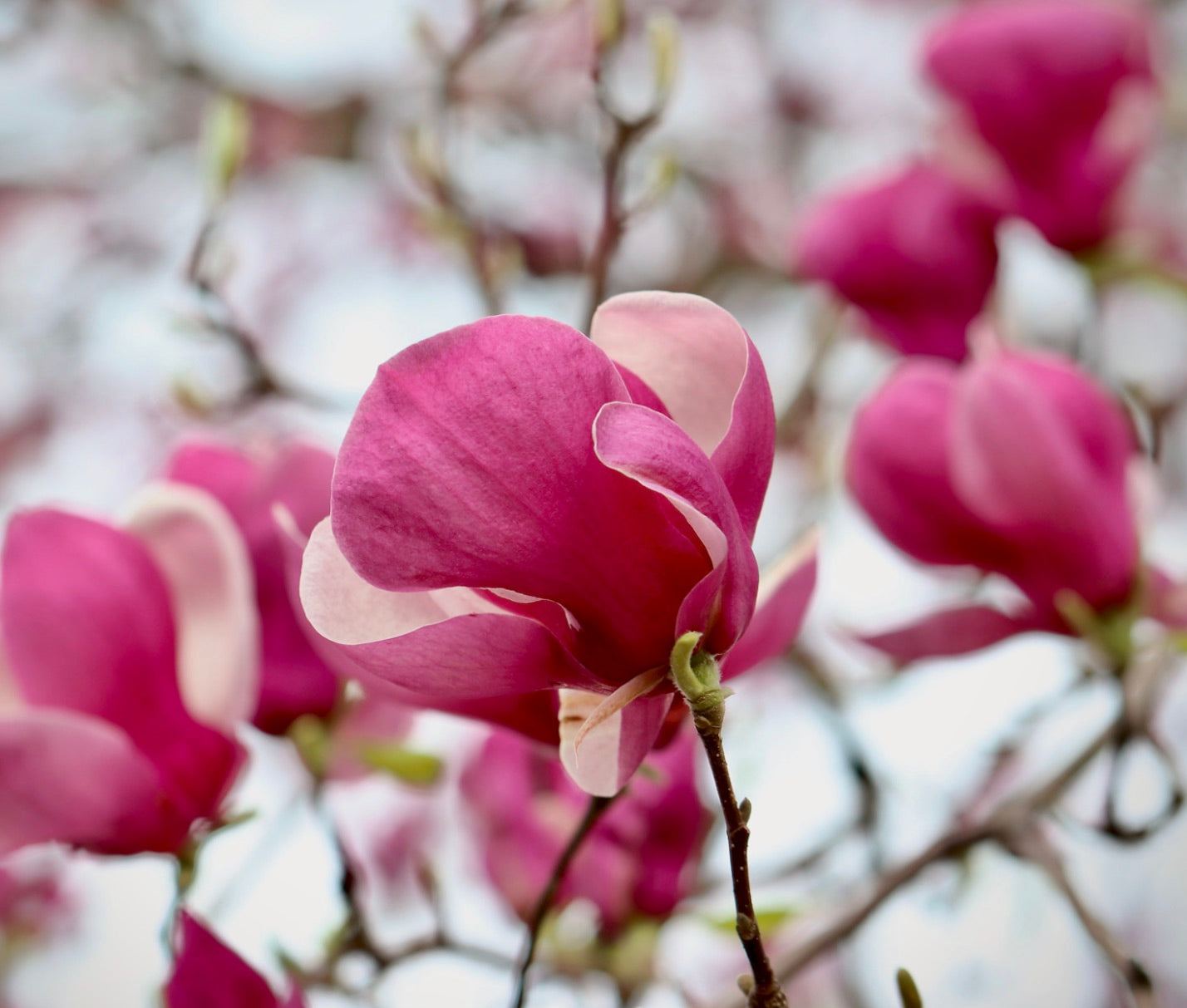 Magnolia soulangeana cv SATISFACTION vibrant pink and white large magnolia flower blossom