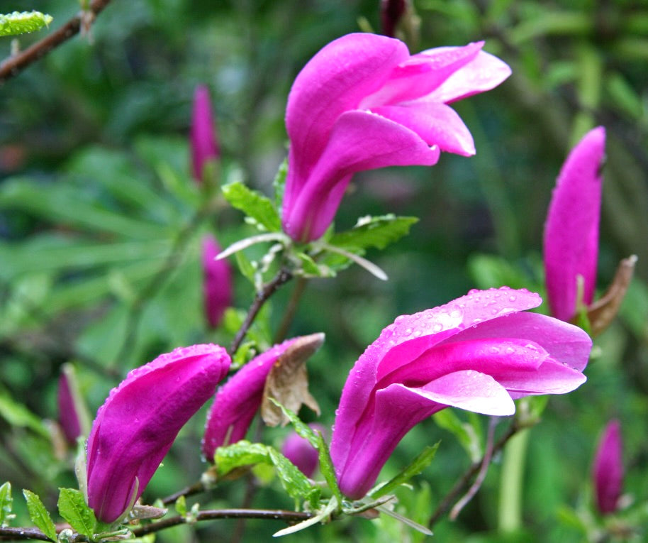 Magnolia susan vibrant pink elongated flowers with fresh green leaves and water droplets