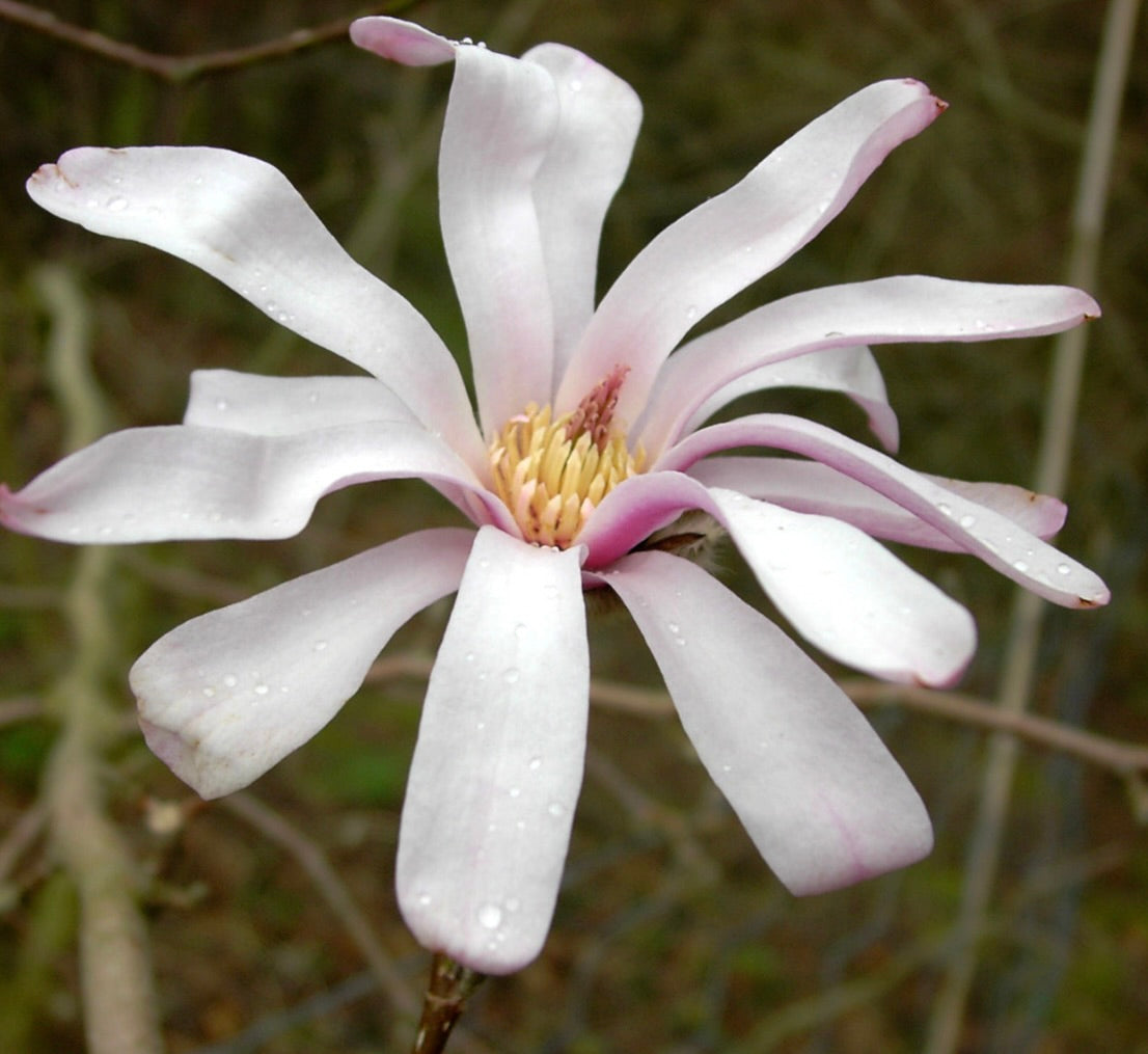 Magnolia x loebneri cv. "Leonard Messel" delicate pale pink star-shaped flower with yellow center