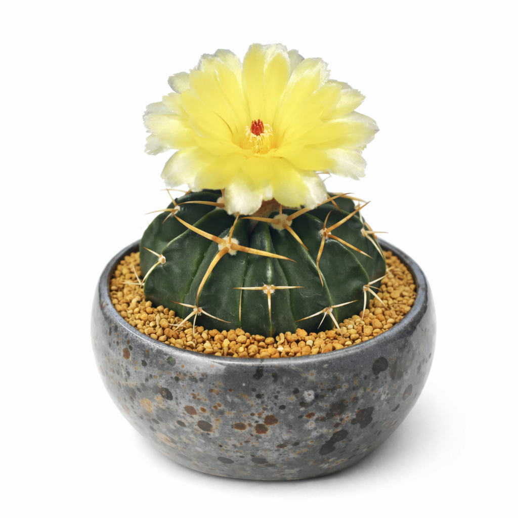 Malacocarpus leucocarpa liten rund kaktus med gul blomst og lange pigger i potte