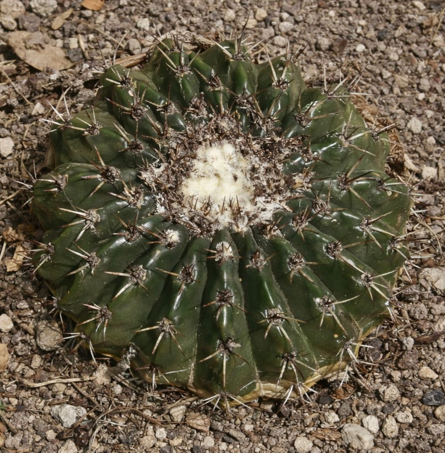 말라코카르푸스 투르비나타 희귀한 둥근 녹색 선인장, 날카로운 가시와 털이 많은 중심부