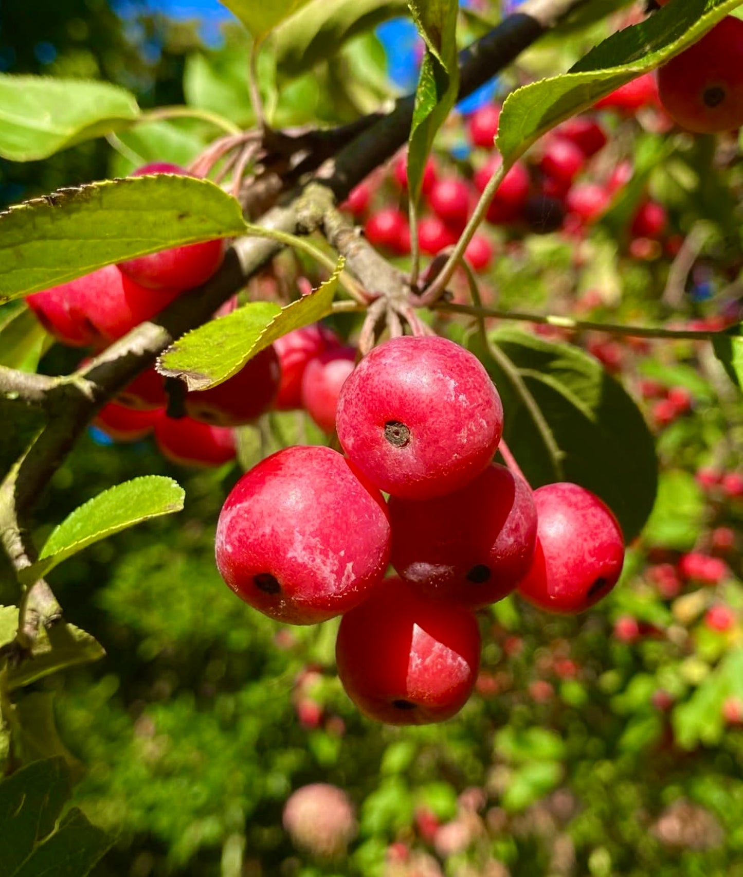 Grappolo di frutti rossi brillanti di Malus baccata su ramo foglioso al sole