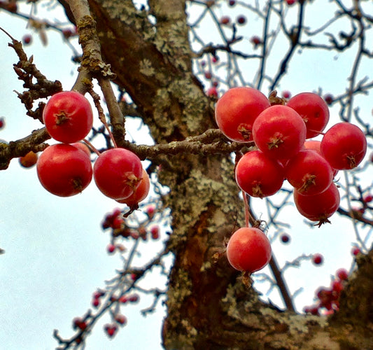 Malus purpurea cv "ELEYI" with clusters of small bright red fruits on textured branches