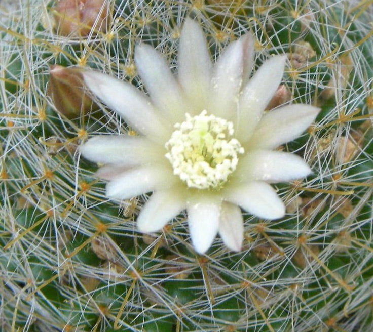 Mammillaria calleana cactus with delicate white flower and fine spines close-up
