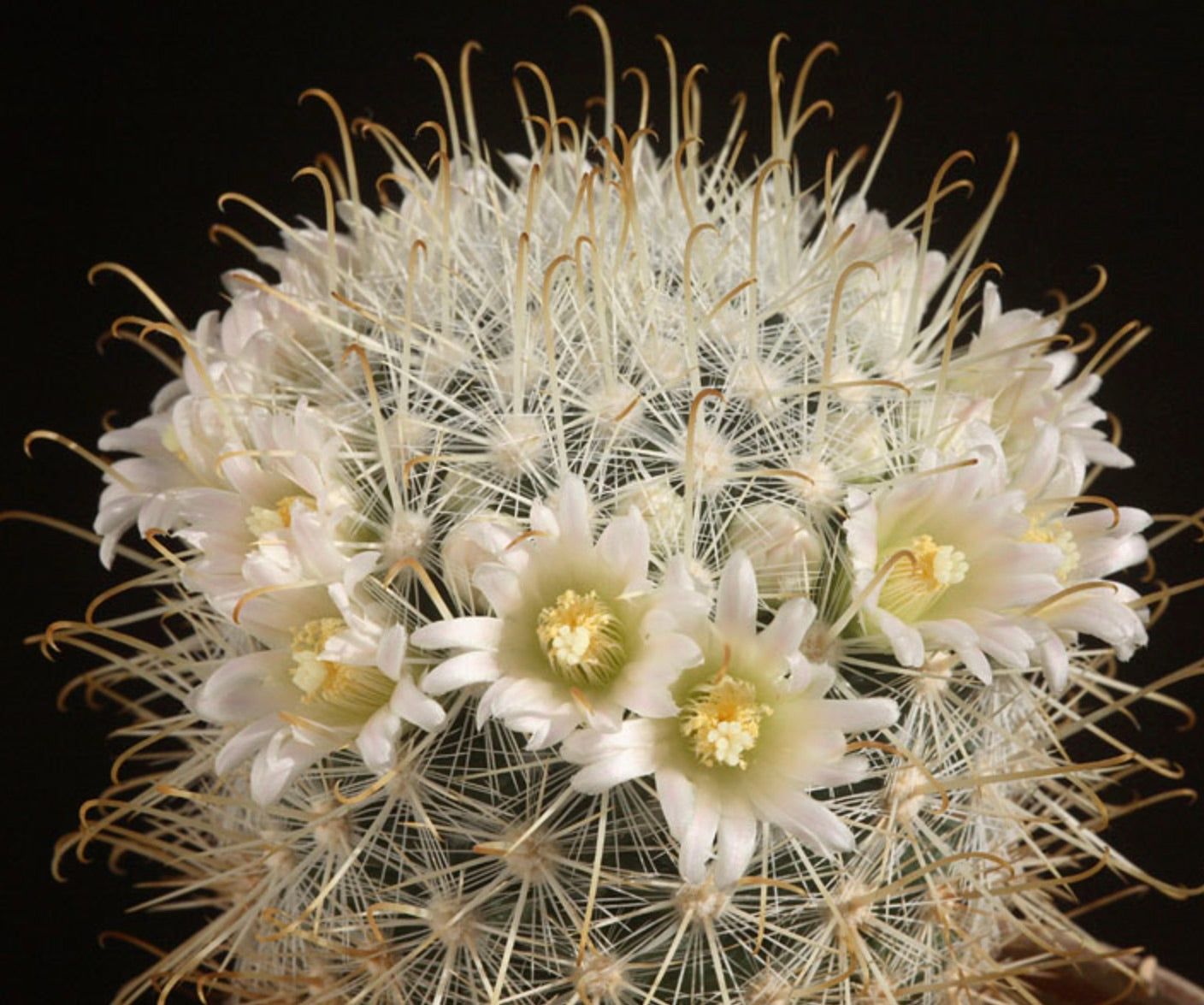 Mammillaria cowperae cactus with delicate white flowers and long curved spines close-up