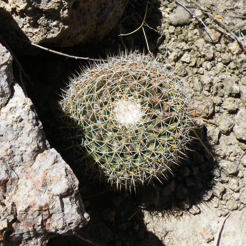 Mammillaria crassa small round cactus with dense white spines in rocky soil