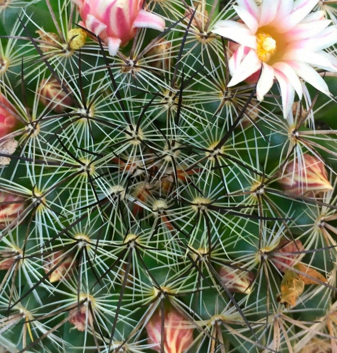 Mammillaria discolor cactus with dense white and black spines and soft pink flowers blooming