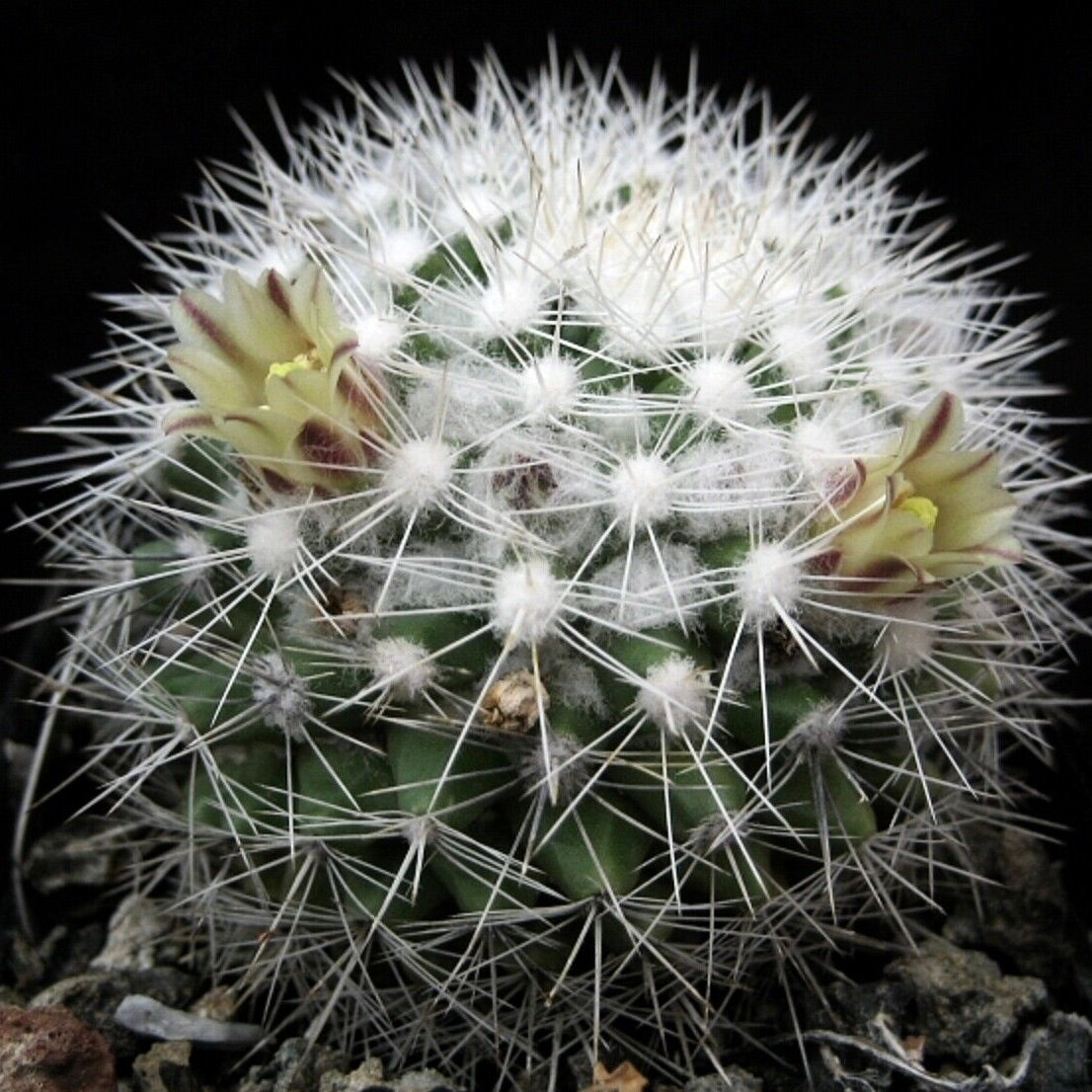 Mammillaria evermanniana small round cactus with dense white spines and pale yellow flowers