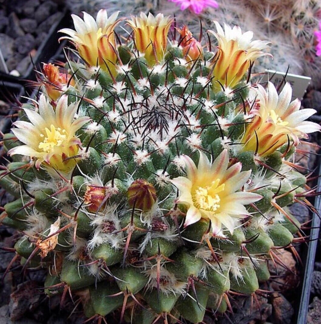 Mammillaria fischeri cactus with dense spines and pale yellow blooming flowers