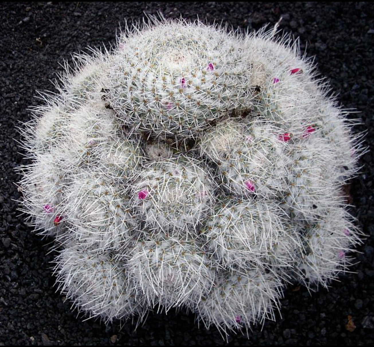 Mammillaria geminispina dense white spiny cactus cluster with small pink buds on black soil
