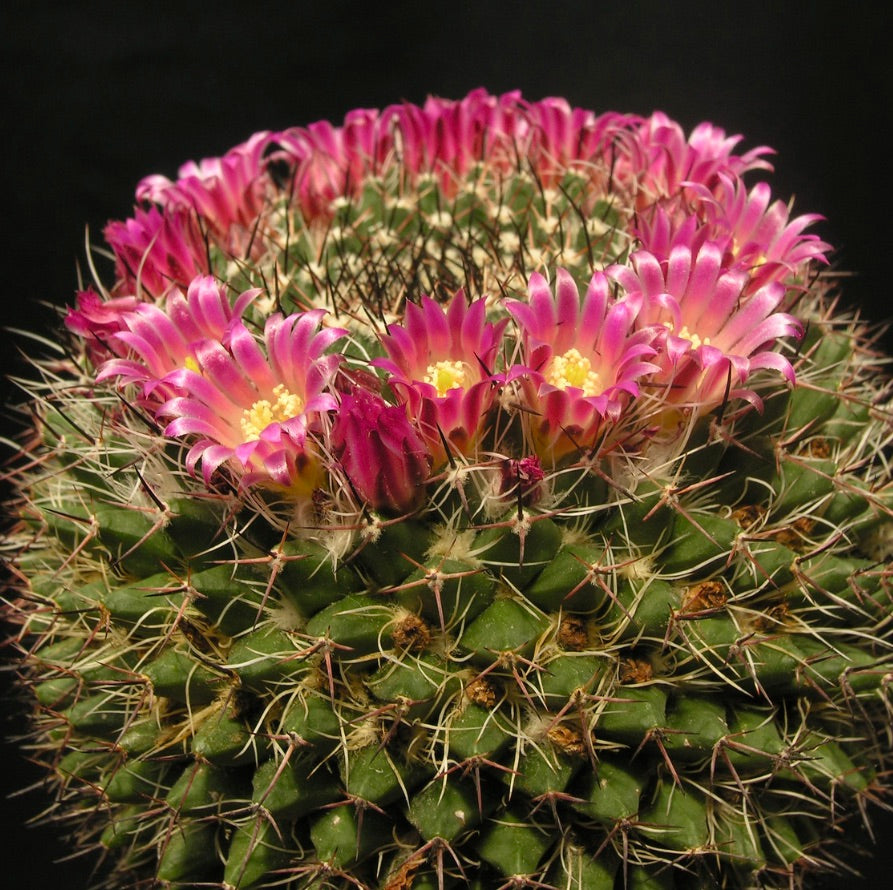Mammillaria grusonii cactus with dense spines and vibrant pink ring of flowers