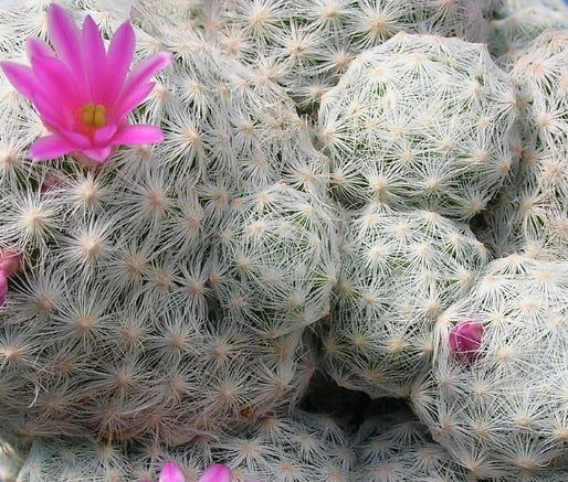 Mammillaria humboldtii white spiny cactus with bright pink flowers succulent cluster