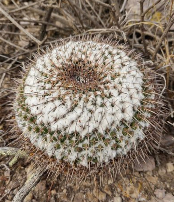 Mammillaria ocotillensis round cactus with dense white wool and long brown spines growing in dry soil