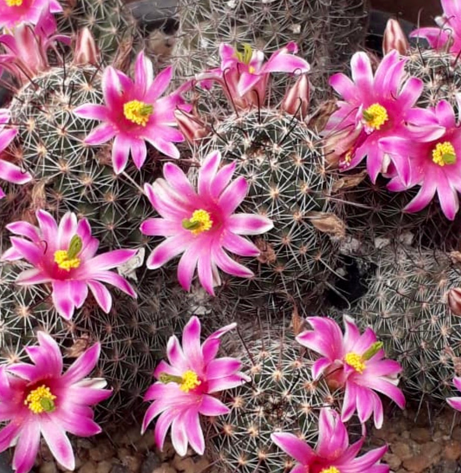 Kaktus Mammillaria alamensis med tette pigger og livlige rosa blomster som blomstrer i klynger