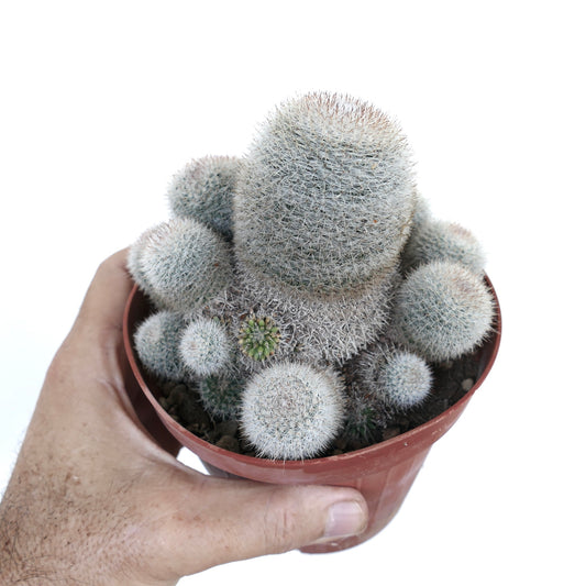 Potted Mammillaria albilanata cluster held in a hand, with a large central cactus and many round pups forming a dense group.
