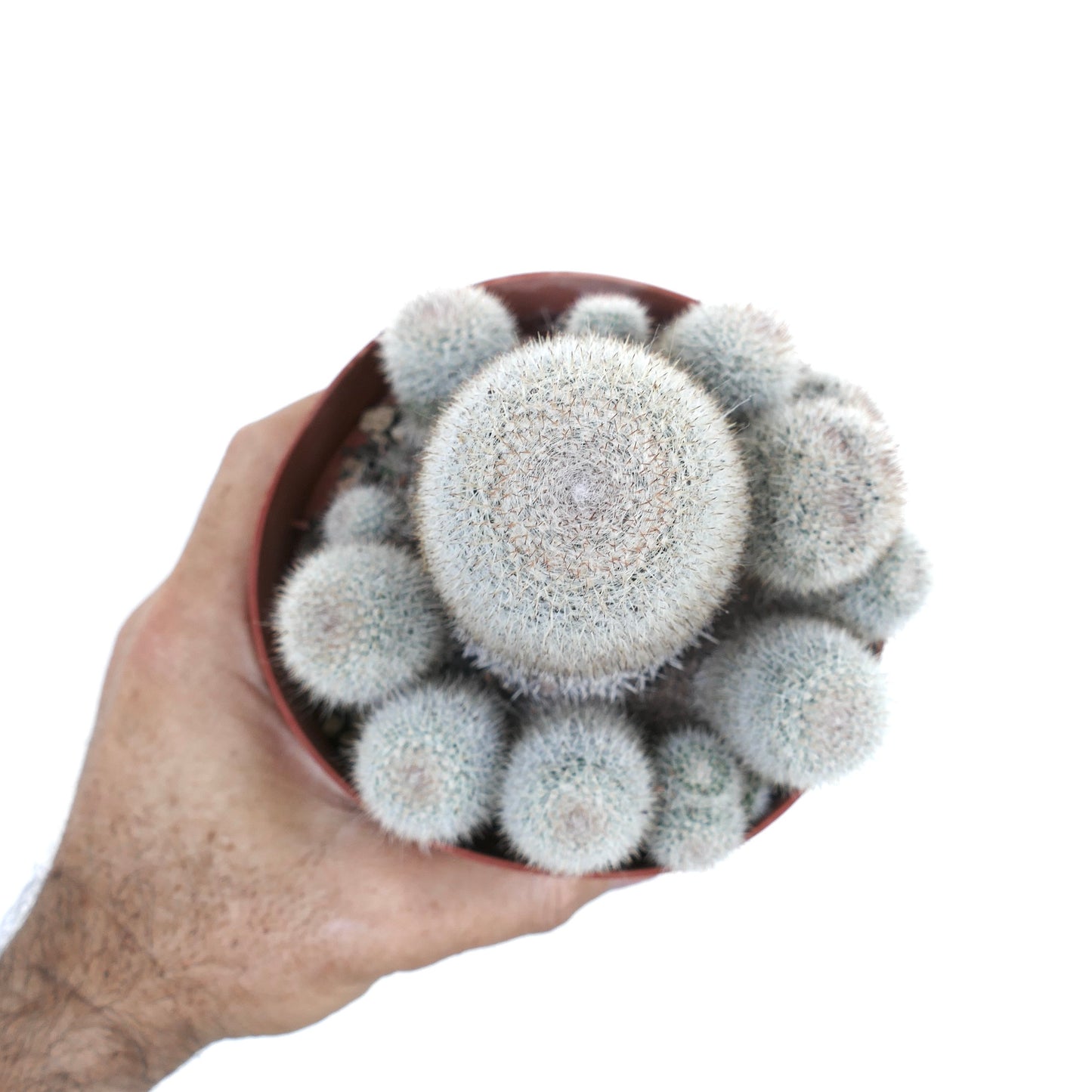 鉢植えのマミラリア・アルビラナタの古い群生の上からの眺め。中央に高い主茎があり、その周りに複数の丸いオフセットが囲んでいる。