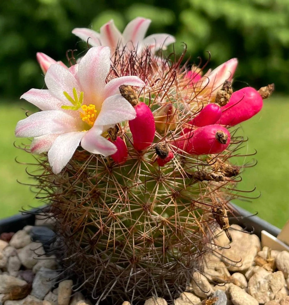 Mammillaria angelensis cactus with pink flowers and bright red fruit on spiny stem