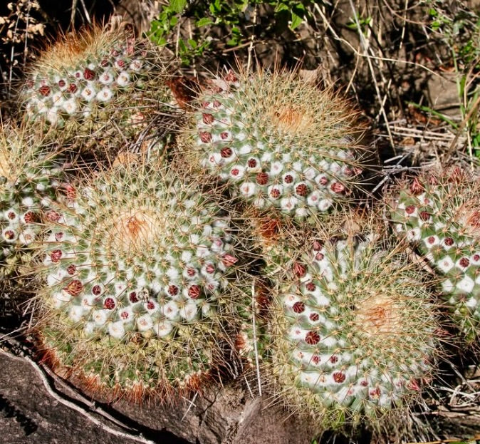 Mammillaria apozolensis cactus with dense spines and small reddish flower buds clustered on top