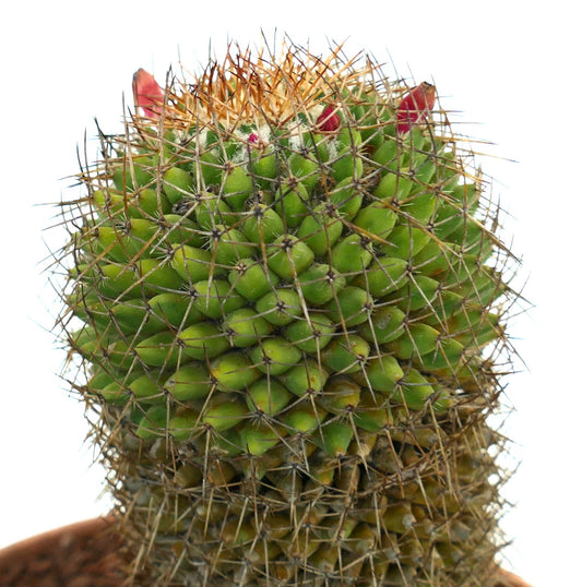 Mammillaria apozolensis v. saltensis green cactus with dense spines and small red buds