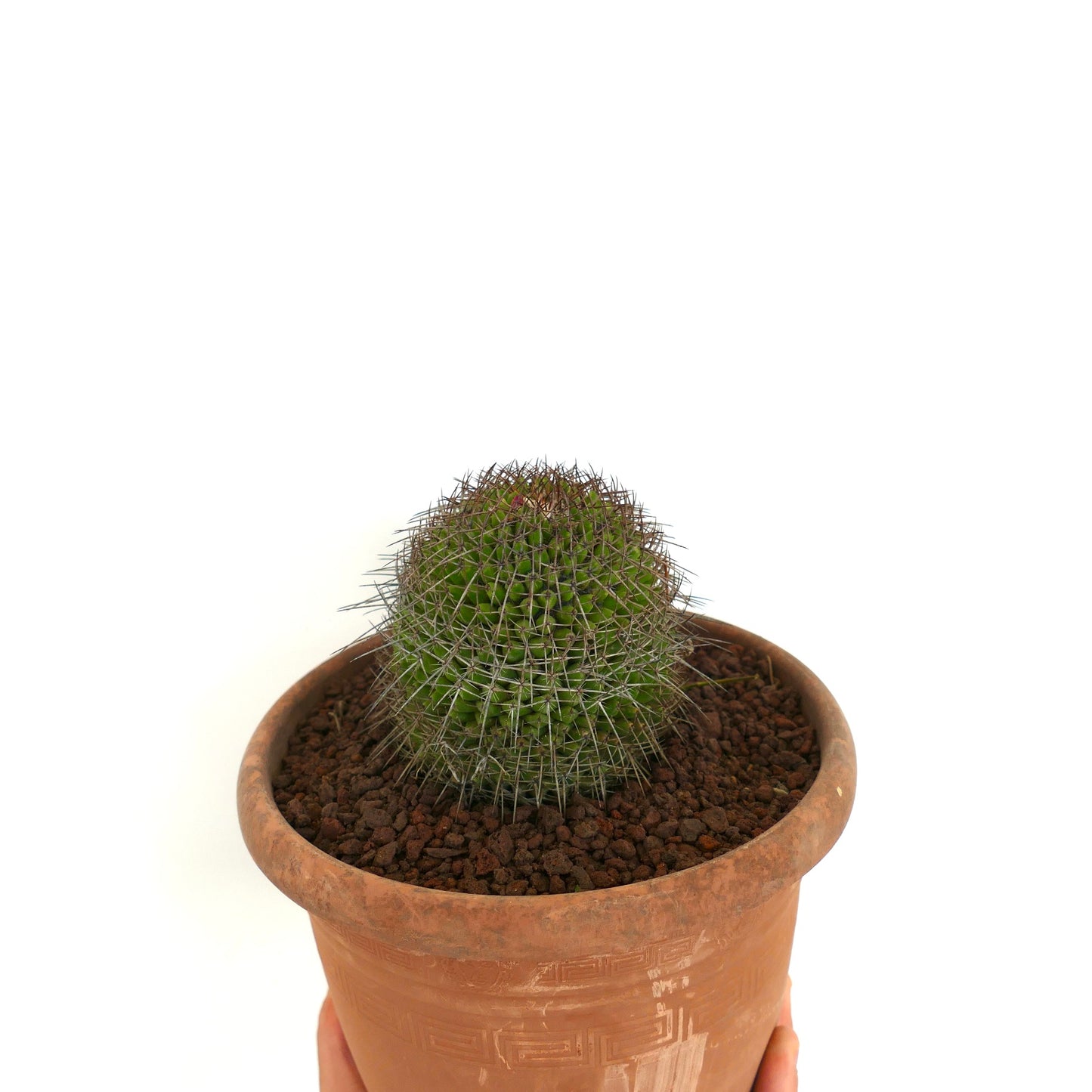 Mammillaria apozolensis v. saltensis piccolo cactus rotondo con spine fitte e affilate in vaso di terracotta