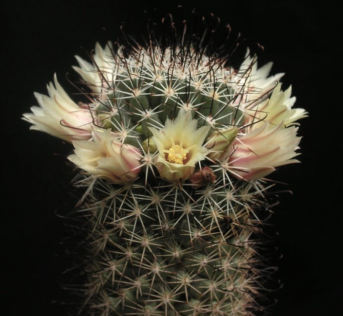 Mammillaria armilata cactus with dense spines and pale yellow ring of flowers