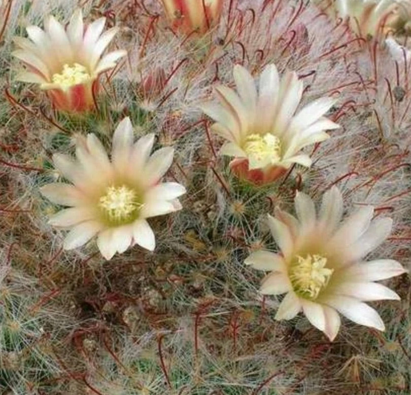 Cactus Mammillaria aurihamata con delicadas flores blancas y finas espinas rojizas
