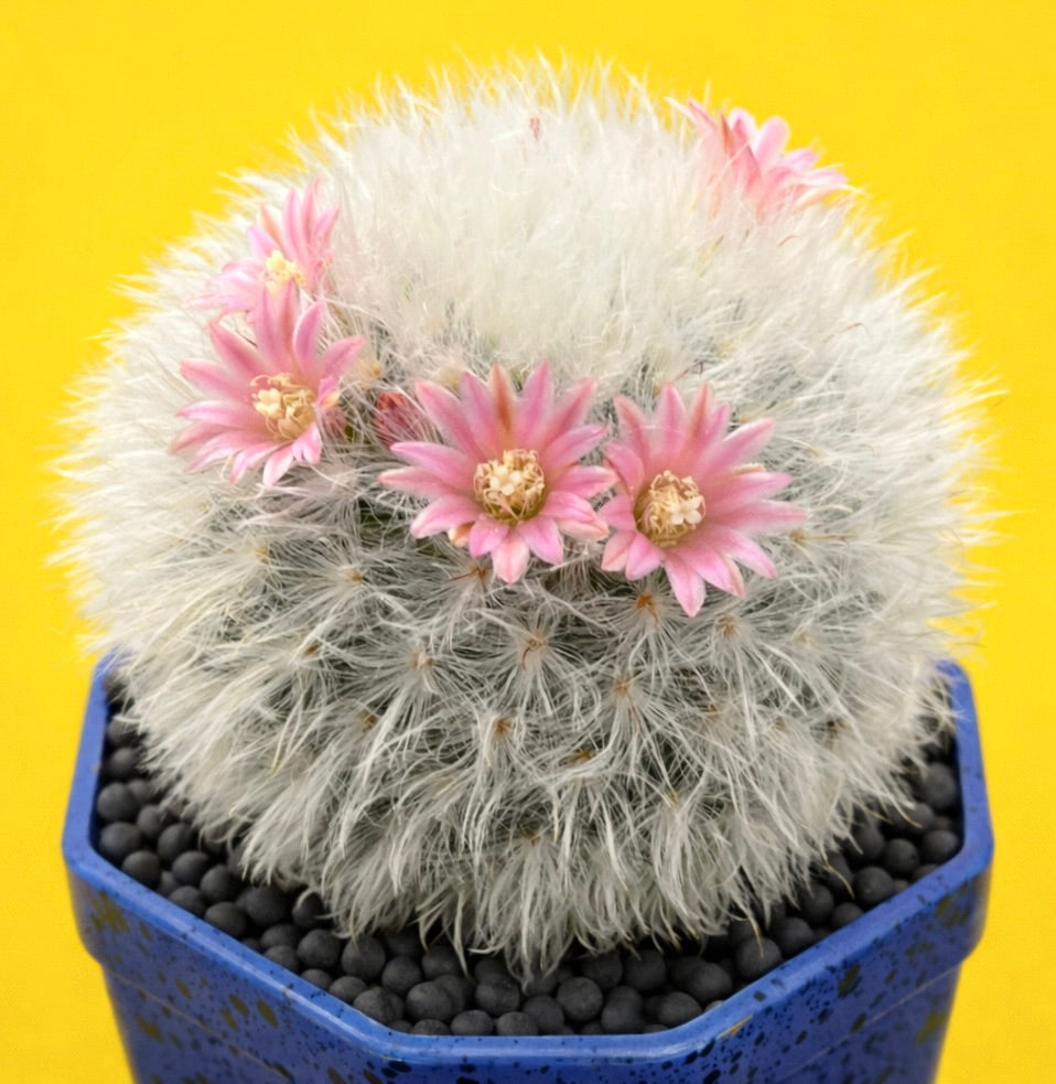 Mammillaria bocasana var multilanata SEEDS