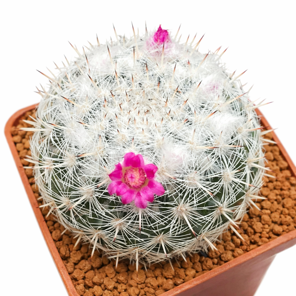 小さく丸いマミラリア・カデレイテンシス、白い刺と鮮やかなピンクの花を持つサボテン