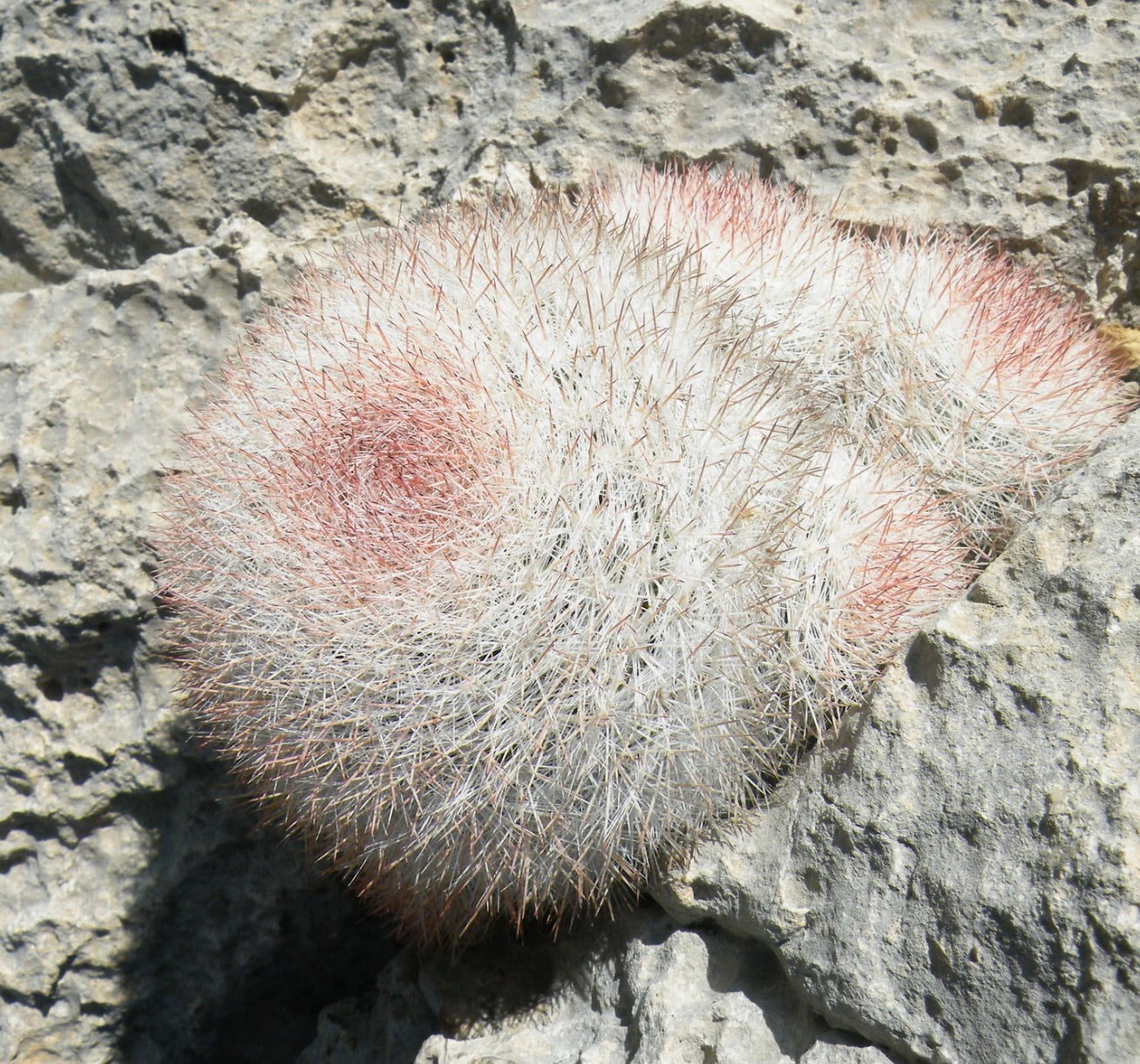 Mammillaria candida dense white spines with pinkish tips on round cactus cluster