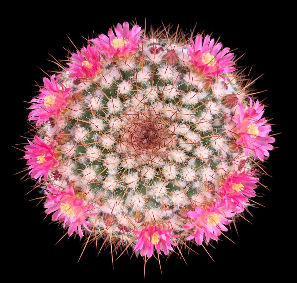 Mammillaria canelensis rare cactus with pink flowers and dense spines succulent