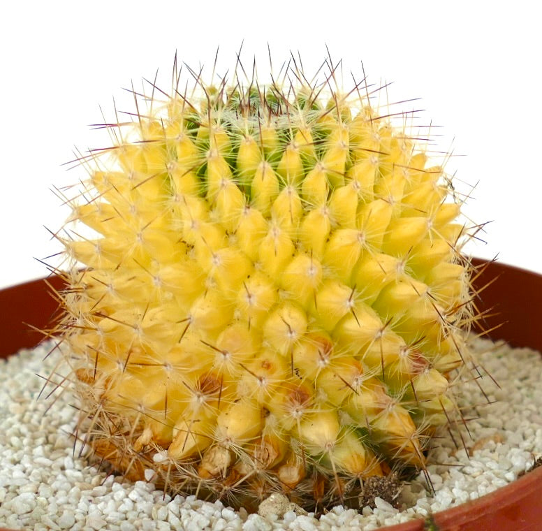 Mammillaria carnea variegata raro cactus succulento giallo con spine appuntite in vaso