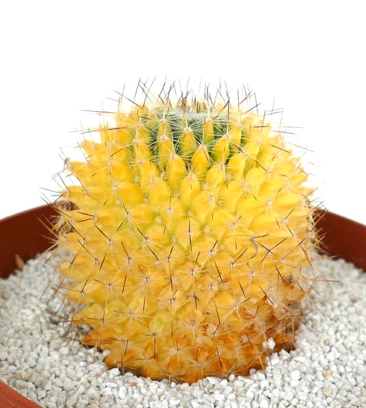 Mammillaria carnea rare variegated yellow cactus with sharp spines in pot