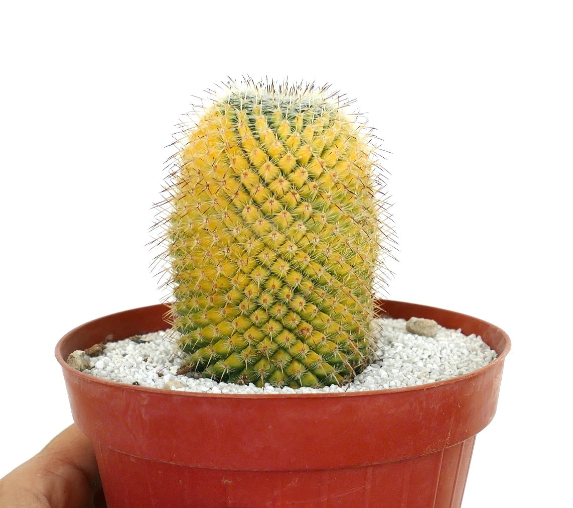 Mammillaria celsiana raro cactus variegato con corpo cilindrico giallo e verde e spine affilate