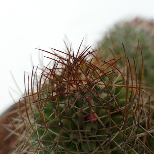 Mammillaria cripiseta cactus with dense reddish-brown spines and green tubercles close-up