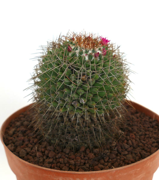 Mammillaria cripiseta small round cactus with dense spines and pink flowers in pot
