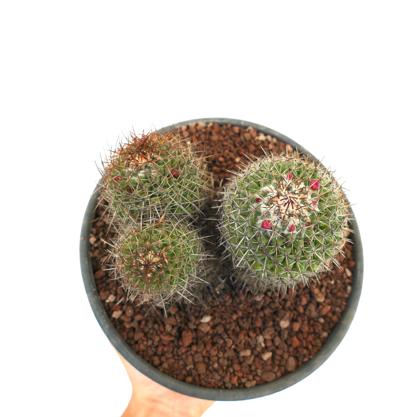 Mammillaria cripiseta Kaktus mit dichten Stacheln und kleinen rosa Blütenknospen im Topf