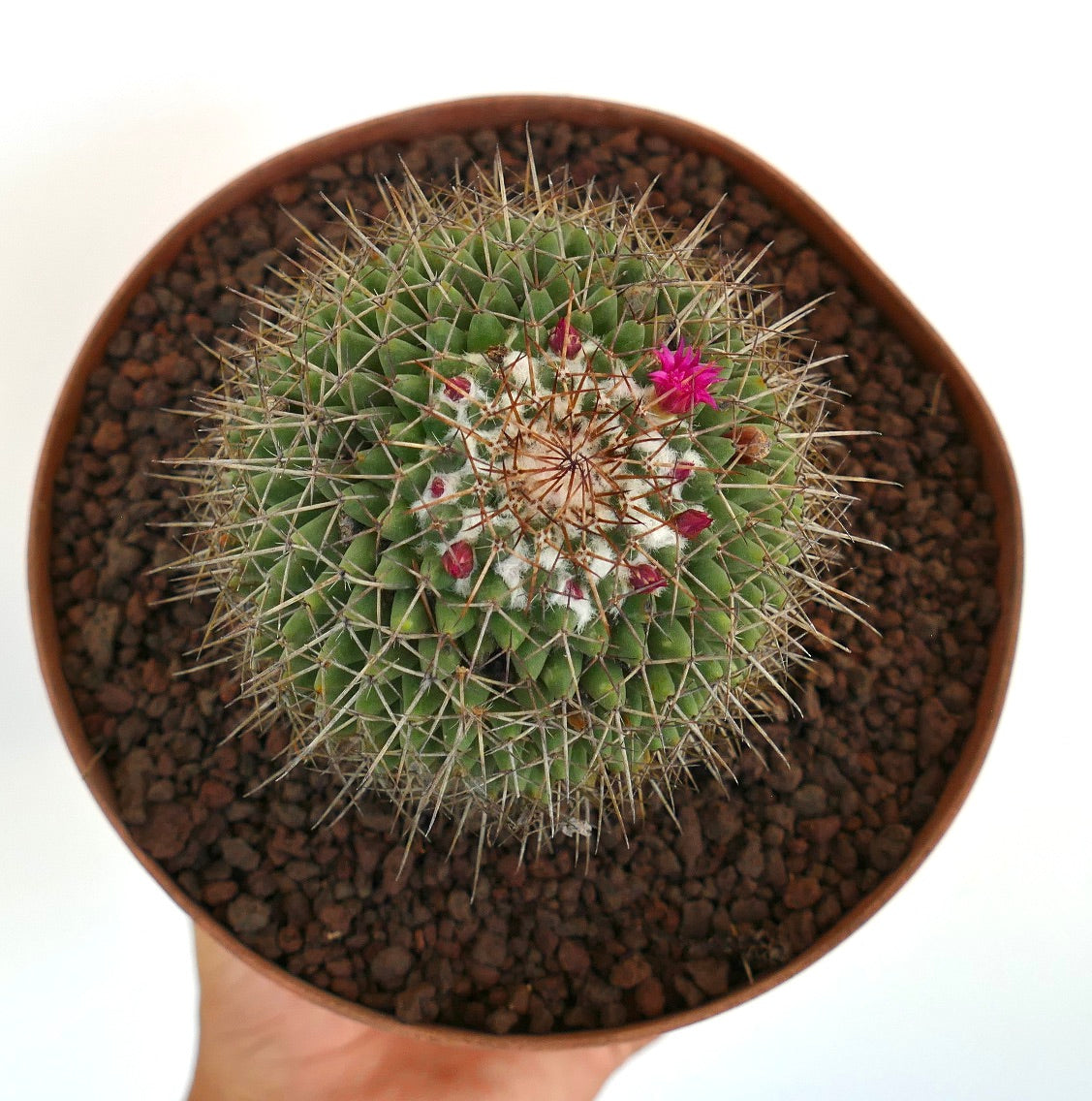 Mammillaria cripiseta cactus verde con spine fitte e piccoli fiori rosa in vaso