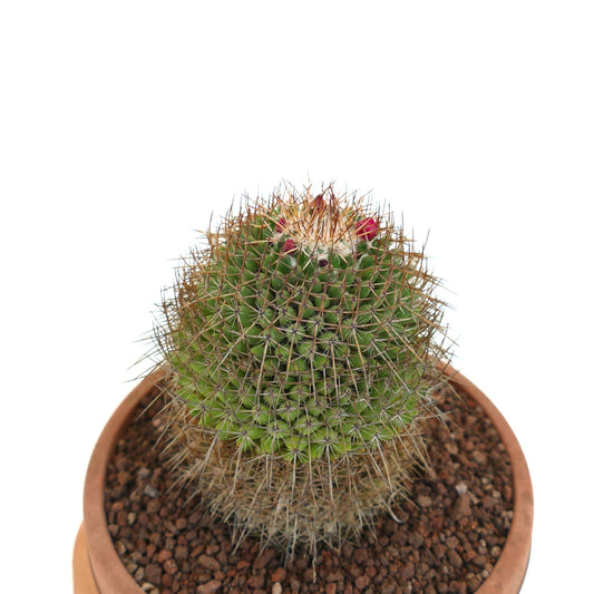 Mammillaria cripiseta small green cactus with dense brown spines and pink flower buds in pot