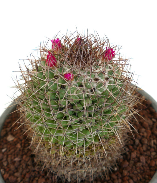 Mammillaria cripiseta cactus with dense spines and small vibrant pink flowers in pot