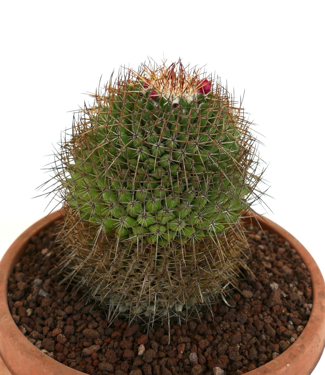 Mammillaria cripiseta Sukkulente mit dichten Stacheln und kleinen rosa Knospen im Terrakottatopf