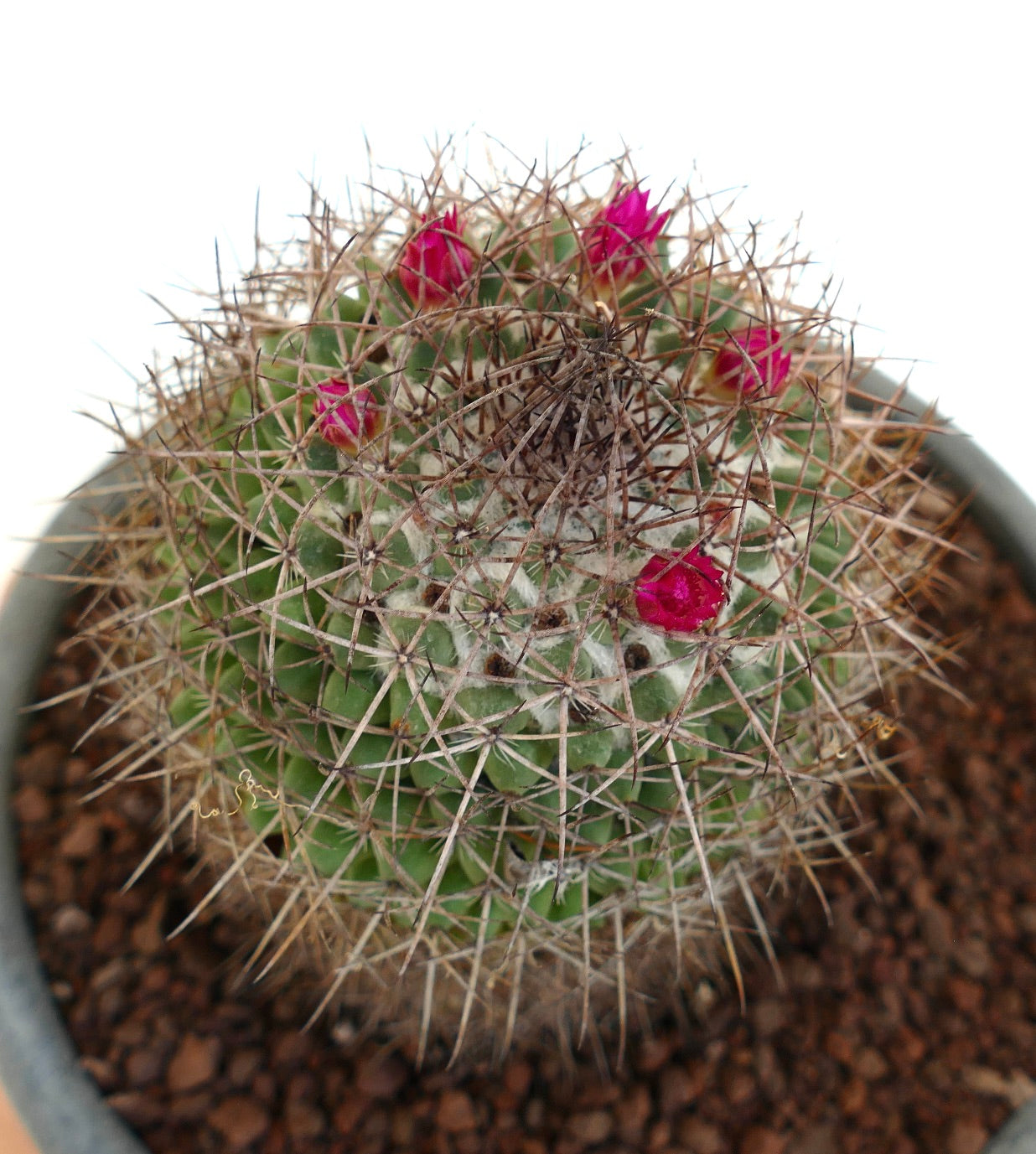Cactus Mammillaria cripiseta con spine dense e piccoli fiori rosa brillante in vaso
