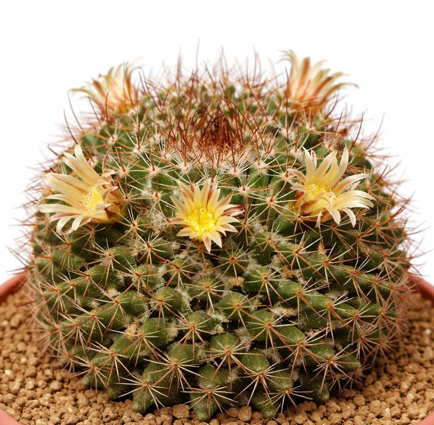 マミラリア・ドーソニー 緑色のサボテン、密集したトゲと淡い黄色の花が咲いている