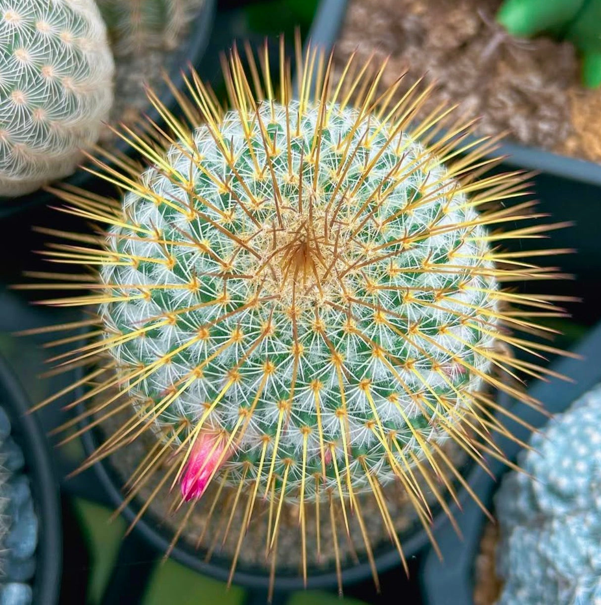 Mammillaria dixanthocentron cactus rare avec de longues épines dorées et un bourgeon floral rose
