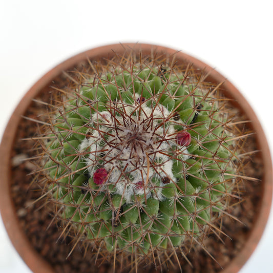 Mammillaria durispina green cactus with dense brown spines and small red buds in terracotta pot