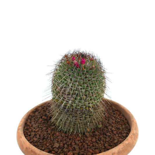 Mammillaria durispina cactus with dense spines and small pink flower buds in terracotta pot